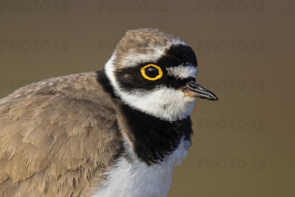 Little Ringed Plover (Charadrius dubius), North Rhine-Westphalia, Germany