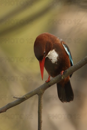 White-throated Kingfisher (Halcyon smyrnensis), Rajasthan, India
