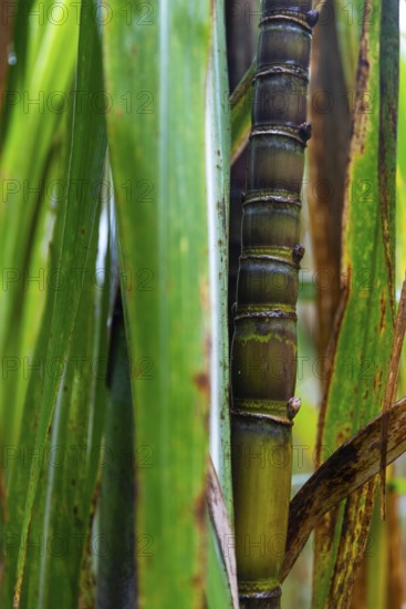 Sugar cane (Saccharum officinarum), sweet grasses (Poaceae), Costa Rica