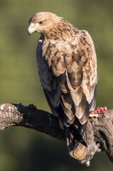 Spanish Imperial Eagle (Aquila adalberti) juvenile perched on a branch, Andalusia, Spain