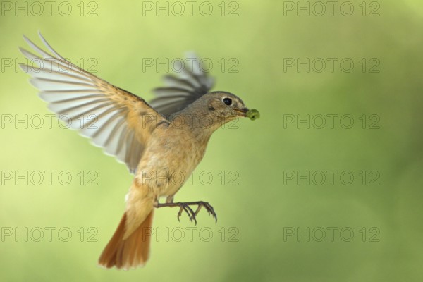 Common Redstart (Phoenicurus phoenicurus) female flying, Baden-Wuerttemberg, Germany