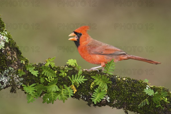 Northern Cardinal (Cardinalis cardinalis) male perched on a twig, Texas, USA