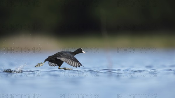 A European coot gracefully glides over the calm waters of a lake in Puebla de BeleÃ±a, Spain. The serene setting highlights the bird elegant motion and natural beauty