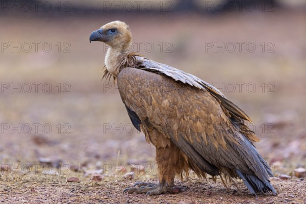 Griffon vulture, (Gyps fulvus), animals, birds, vultures, alworld vulture, hawk family, Sierra de San Pedro, Herreruela, Extremadura, Spain