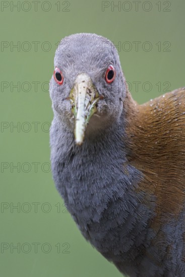 Slaty-breasted Wood-Rail (Aramides saracura) on the ground in the Atlantic rainforest of southeast Brazil