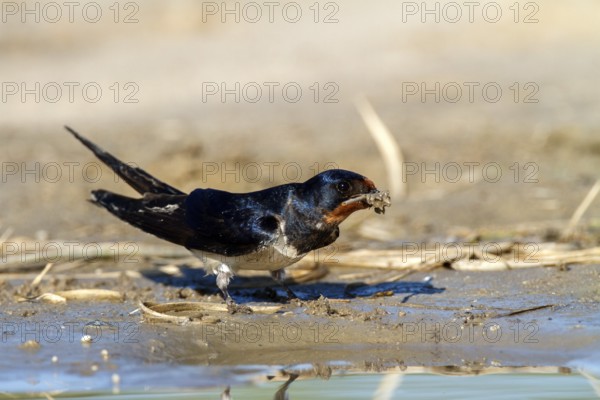 Barn Swallow (Hirundo rustica) looking for nesting material, Andalusia, Spain