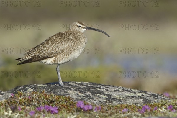 Whimbrel (Numenius phaeopus), Manitoba, Canada
