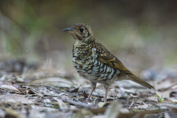 Bassian Thrush (Zoothera lunulata lunulata) perched on the ground, Victoria, Australia