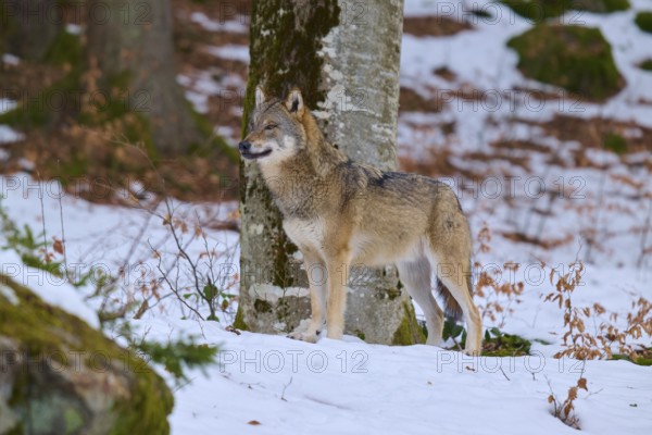 A wolf stands at attention near a tree in a snow-covered forest, Wolf (Canis Lupus), Germany