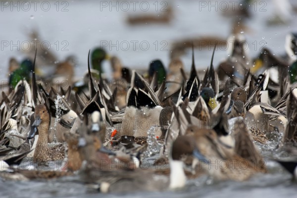 Northern Pintail (Anas acuta) female