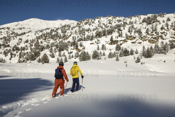 Two free skiers in vibrant gear traverse untouched alpine snow, surrounded by rugged peaks and evergreen trees under a clear blue sky A true freeride skiing adventure