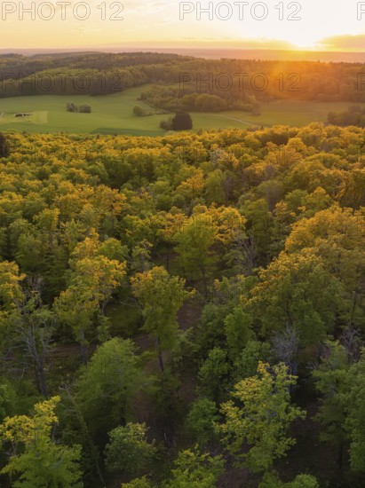 View over a dense forest and green fields in the golden light of sunset, forest pasture project, compensatory measure for the Hermann Hesse railway, Gechingen, district of Calw, Germany