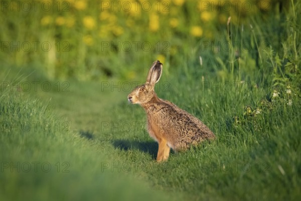 A hare sits in front of a flowering rape field near Frankfurt am Main, Frankfurt am Main, Hesse, Germany