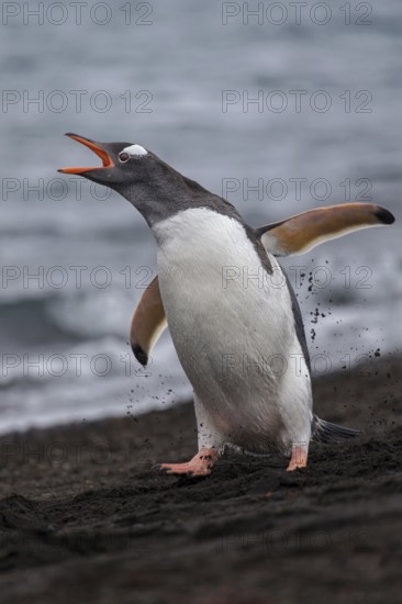 Gentoo Penguin (Pygoscelis papua) calling, Antarctica