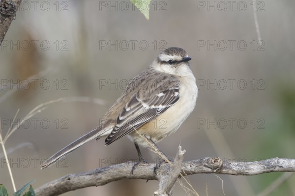 Chalk-browed Mockingbird (Mimus saturninus), Buenos Aires, Argentina