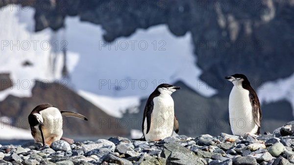 Three penguins on stony ground with snow-covered hinterland and rocky backdrop, chinstrap penguin (Pygoscelis antarctica) in the Antarctic