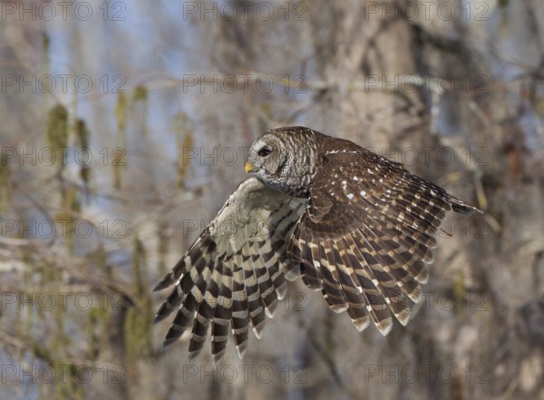 Barred Owl (Strix varia) flying, Florida, USA