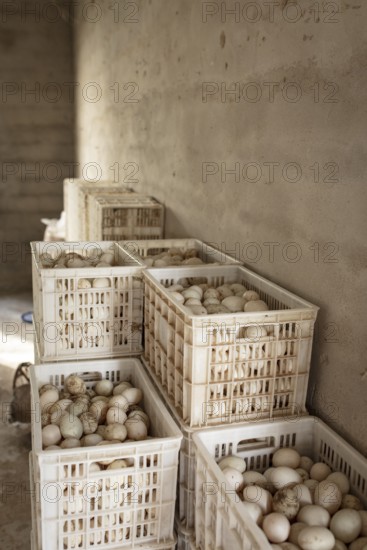 Duck eggs, Jiang Su Xiang Gui Breeding Co. Ltd, Xiang Shui County, China