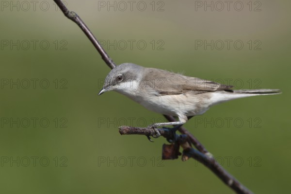 Lesser Whitethroat (Sylvia curruca), Schleswig-Holstein, Germany