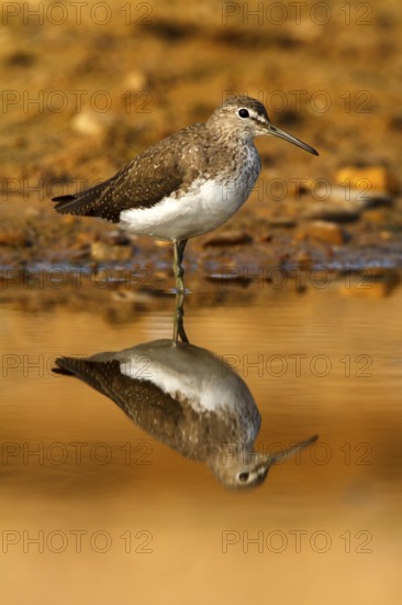 Green Sandpiper (Tringa ochropus), Castile-La Mancha, Spain