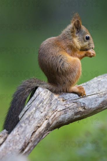 Squirrel, animals, mammals, biotope, habitat, foraging, eats, squirrel, Lentiira, Lentiira Kuhmo, Finland