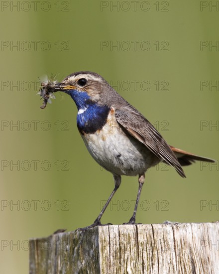 Bluethroat (Luscinia svecica cyanecula) male, Schleswig-Holstein, Germany