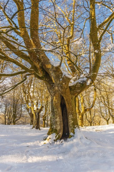 Oianleku Natural Park at sunrise, snowy beech forest in the town of Oiartzun in Peñas de Aya, Gipuzkoa. Basque Country