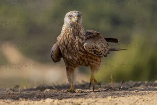 Red kite (Milvus milvus), on the ground, Catalonia, Spain