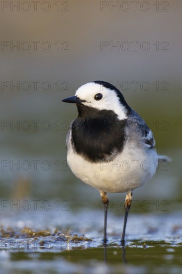 White Wagtail (Motacilla alba), North Rhine-Westphalia, Germany
