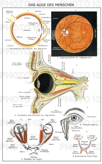 Historic anatomical illustration, 19th century, human Eye, menschliches Auge, anatomische Illustration, 19. Jahrhundert