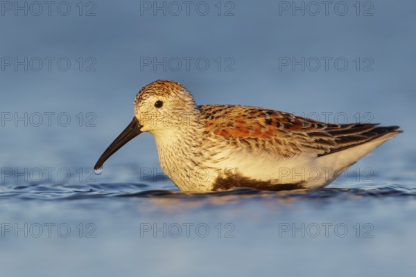 Dunlin (Calidris alpina) feeding along a river in Nome, Alaska