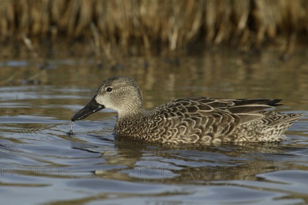 Blue-winged Teal (Spatula discors) female, California, USA
