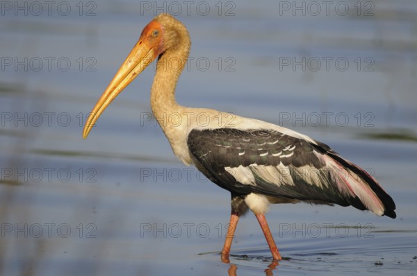 Painted Stork (Mycteria leucocephala), Sri Lanka