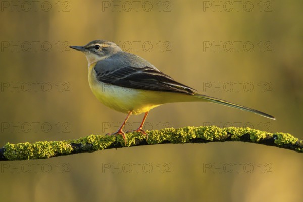 A Grey Wagtail, Motacilla cinerea, balances elegantly on a moss-covered branch, its yellow underparts vivid against the soft, golden-hued background