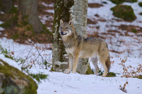 A wolf looking into the camera, standing in the snow near a tree, Wolf (Canis Lupus), Germany