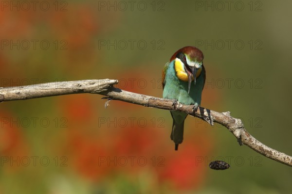 European Bee-eater (Merops apiaster) regurgitating pellet, Piedmont, Italy