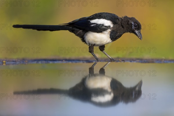Eurasian Magpie (Pica pica), Rhineland-Palatinate, Germany