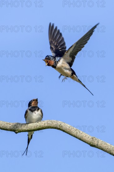 Two barn swallows (Hirundo rustica, Hirundo erythrogaster), male calling in flight to female perched on tree branch in spring
