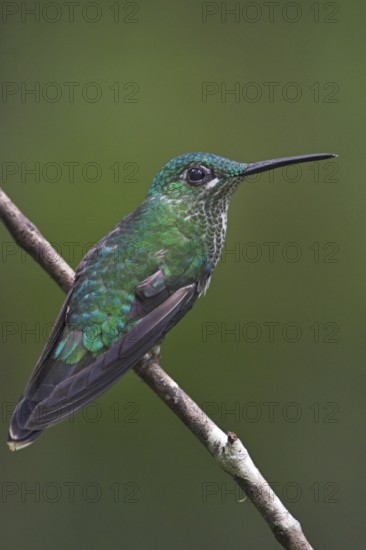 Green-crowned Brilliant (Heliodoxa jacula), Costa Rica