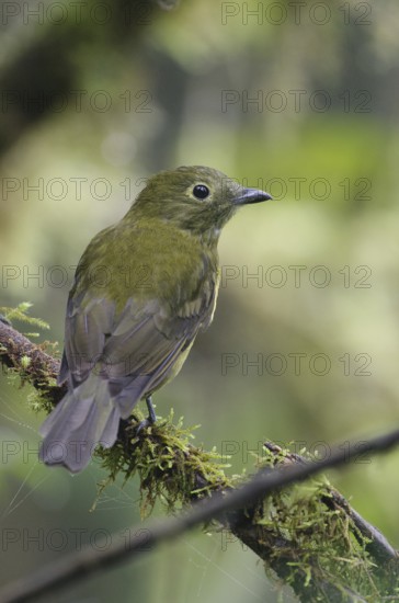 Olivaceous Piha (Snowornis cryptolophus), Pichincha, Ecuador