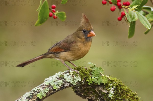 Northern Cardinal (Cardinalis cardinalis) female perched on a branch, Texas, USA