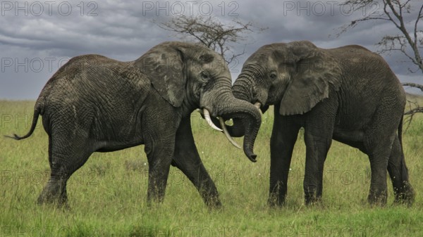 Afrikanischer Elefant (Loxodonta africana) zwei kämpfende Bullen in Savanne, Serengeti National Park, Tansania | African elephant (Loxodonta africana) two fighting bulls, Serengeti National Park; Tanzania