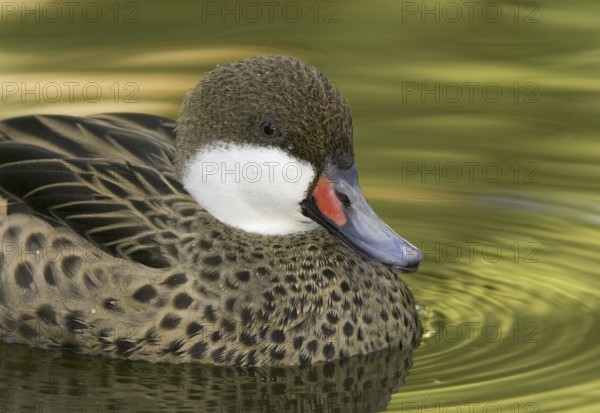 White-cheeked Pintail (Anas bahamensis), Arizona, USA