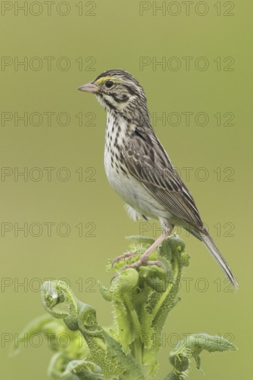 Savannah Sparrow (Passerculus sandwichensis), British Columbia, Canada