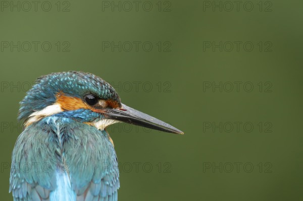 Common kingfisher (Alcedo atthis) adult male bird head portrait, England, United Kingdom