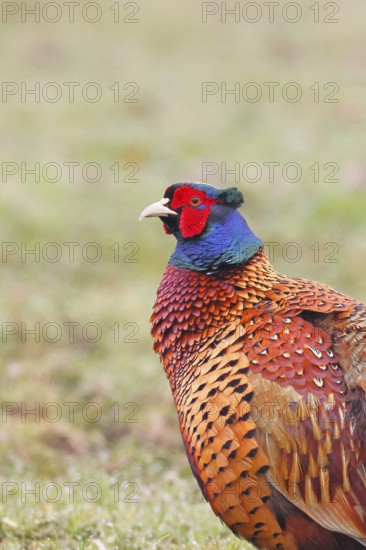 Pheasant, hunting pheasant (Phasianus colchicus), adult male bird in a meadow, animal portrait, wildlife, Lembruch, Ochsen Moor, Dümmer nature park Park, Lower Saxony, Germany