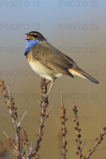 Bluethroat (Luscinia svecica cyanecula) male singing, Texel, Netherlands