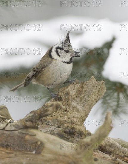 European Crested Tit (Lophophanes cristatus), Saxony, Germany