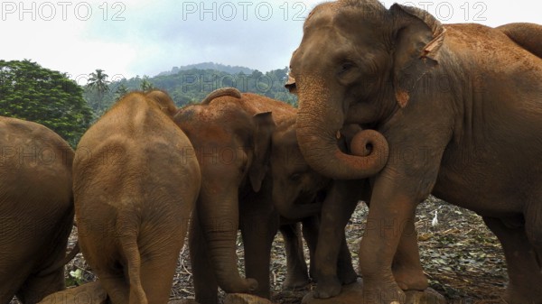 A group of Asian elephants (elephus maximus) gather close together in the jungle, the atmosphere is familiar and cosy
