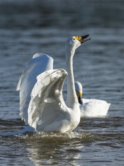 Tundra Swan, Bewick's Swan, Cygnus columbianus at winter in Slimbridge, England, United Kingdom